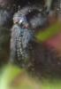 Xylocopa violacea